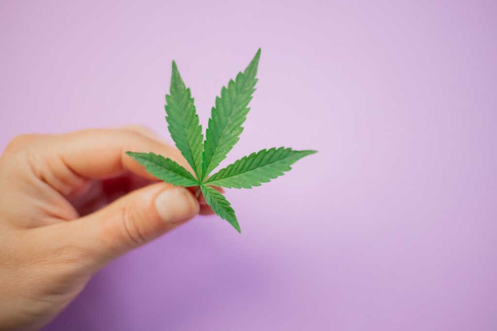 THC Cannabis in Estonia